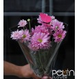 Mini chrysanthemum