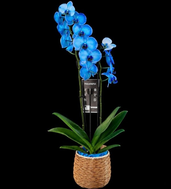 Magic Blue Çift Dal Orkide Magic Blue Çift Dal Orkide