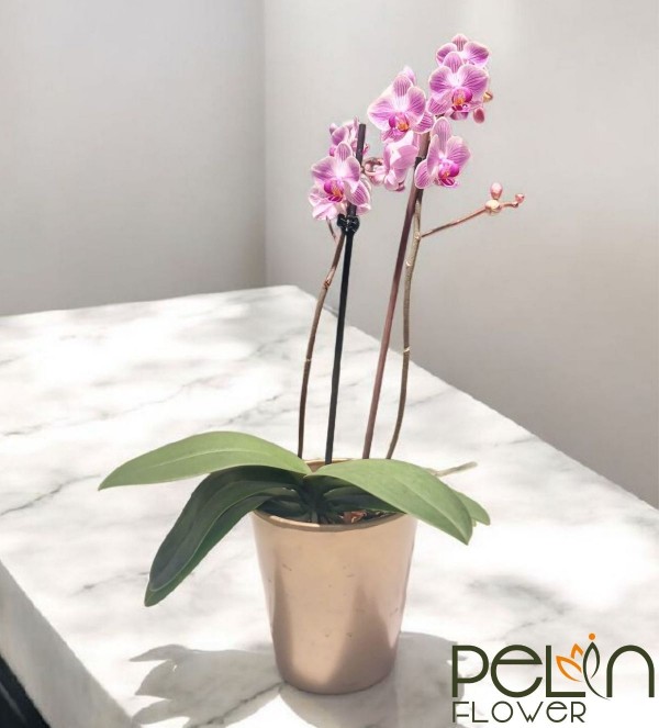 Multi Çift Dal Pembe Orkide