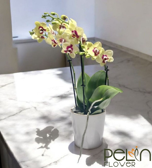 Multi Çift Dal Sarı Orkide