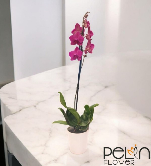 Fuşya Tek Dal Orkide 001