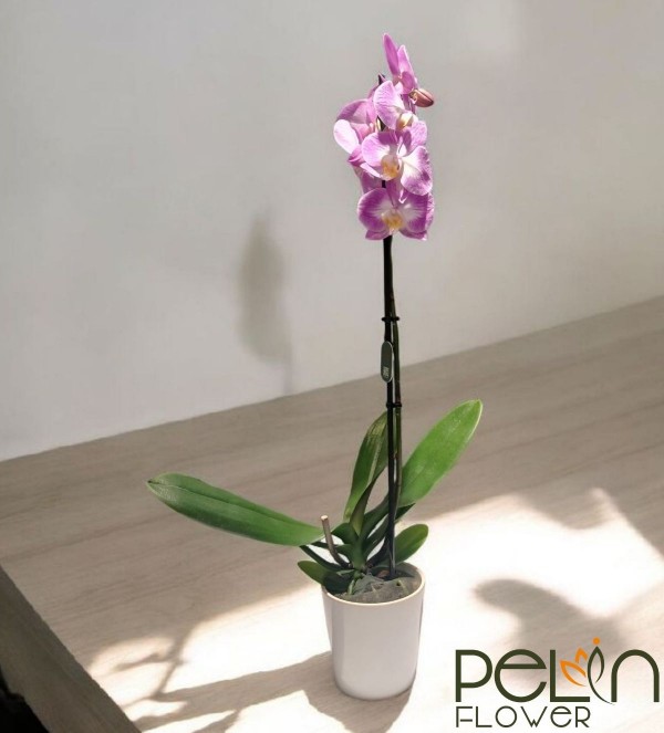 Tek Dal Pembe Orkide