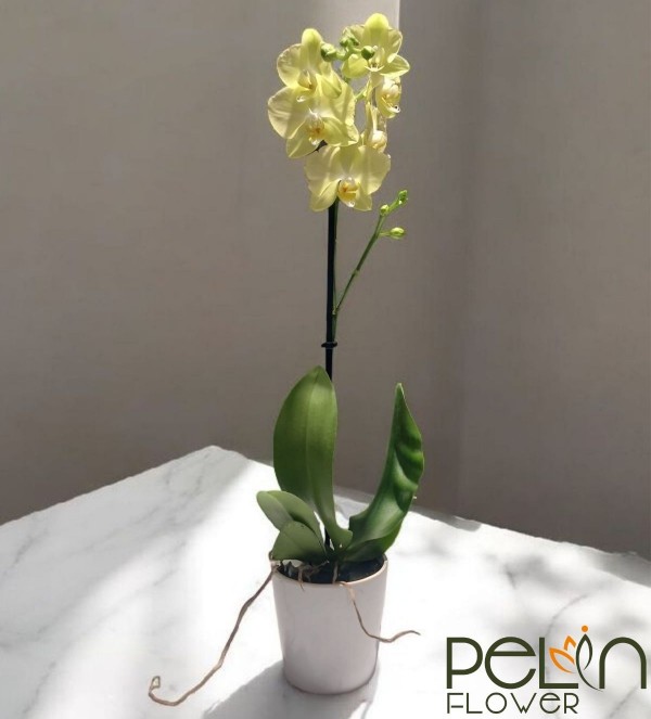 Tek Dal Sarı Orkide