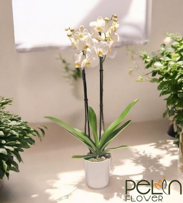 Çift Dal Beyaz Orkide