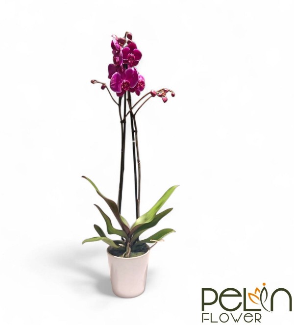 Çift Dal Fuşya Orkide
