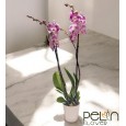 Çift Dal  Orkide