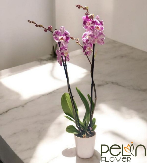 Çift Dal  Orkide