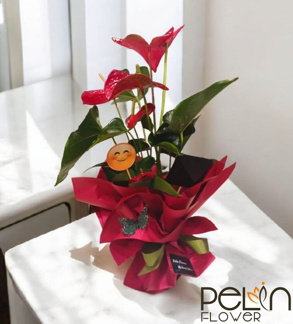 Kırmızı  Andraeanum