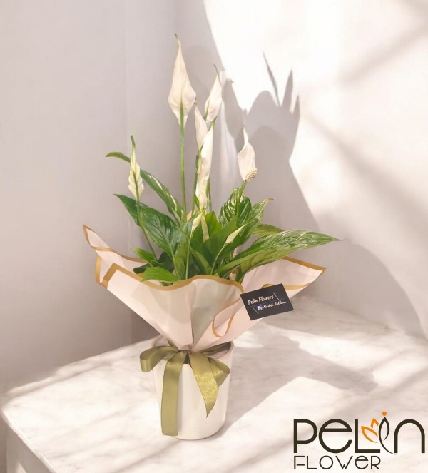 Küçük Boy Spati Filyum