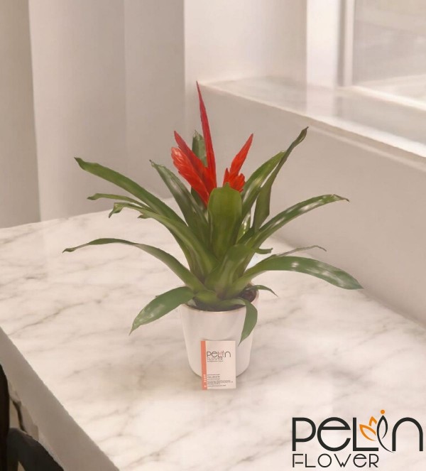 Vriesea Carinata (Viresia Alev Kılıcı Bitkisi)