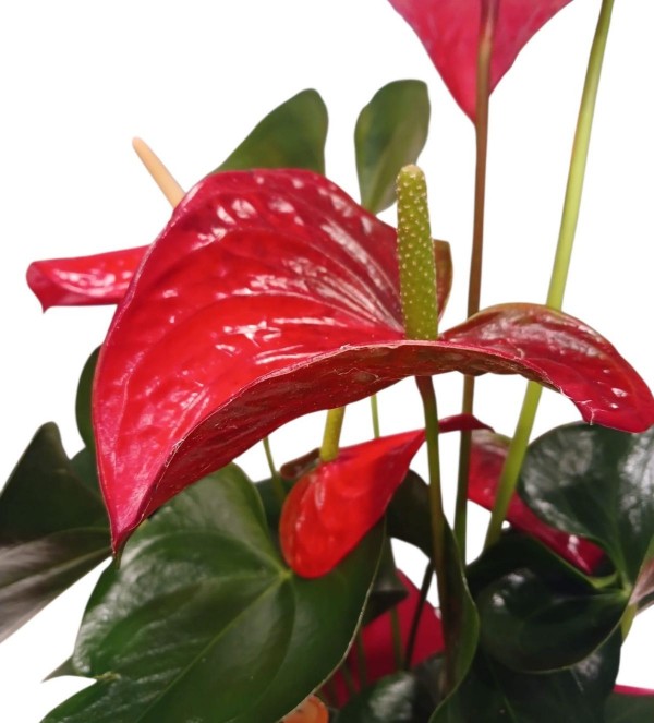 Kırmızı  Andraeanum