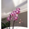 Multi Çift Dal Pembe Orkide