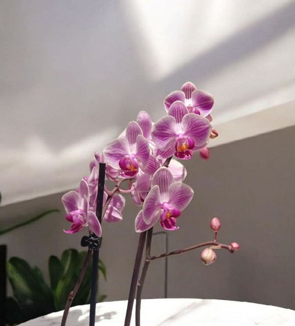 Multi Çift Dal Pembe Orkide