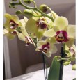 Multi Çift Dal Sarı Orkide