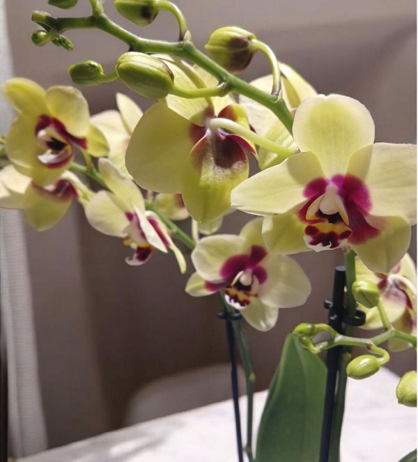 Multi Çift Dal Sarı Orkide