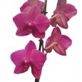 Fuşya Tek Dal Orkide 001