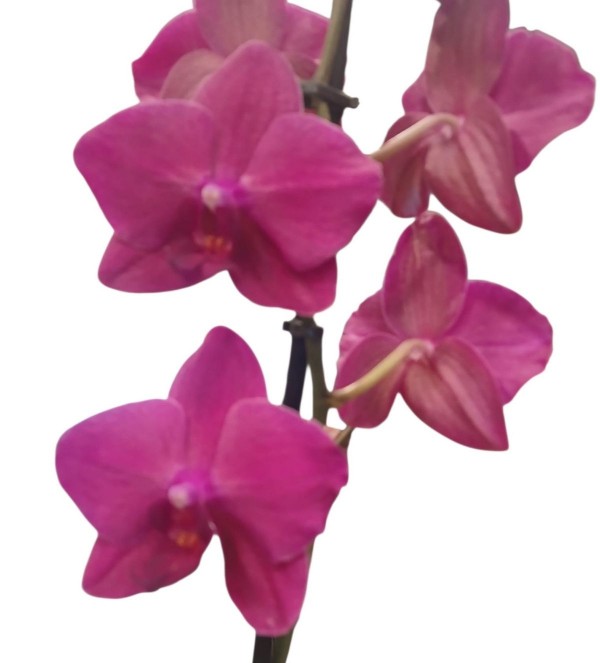 Fuşya Tek Dal Orkide 001