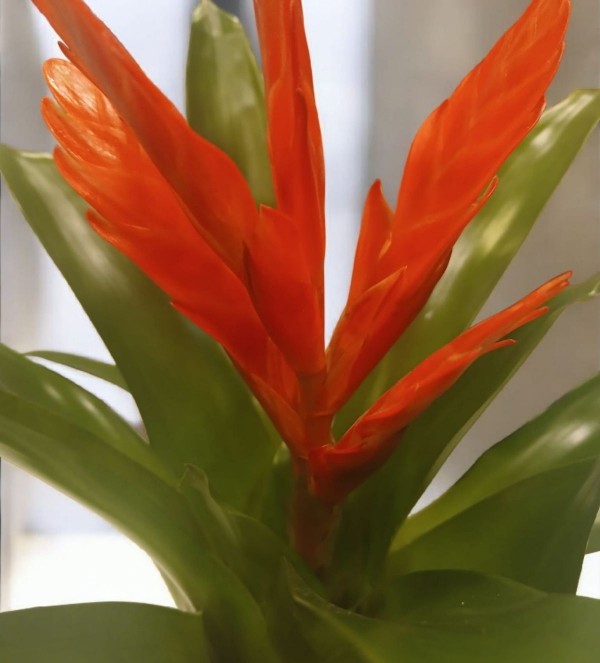 Vriesea Carinata (Viresia Alev Kılıcı Bitkisi)