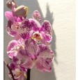 Çift Dal  Orkide