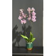 Kırçıl Pembe Çift Dal Orkide
