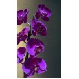 Fuşya Çift Dal Orkide 001